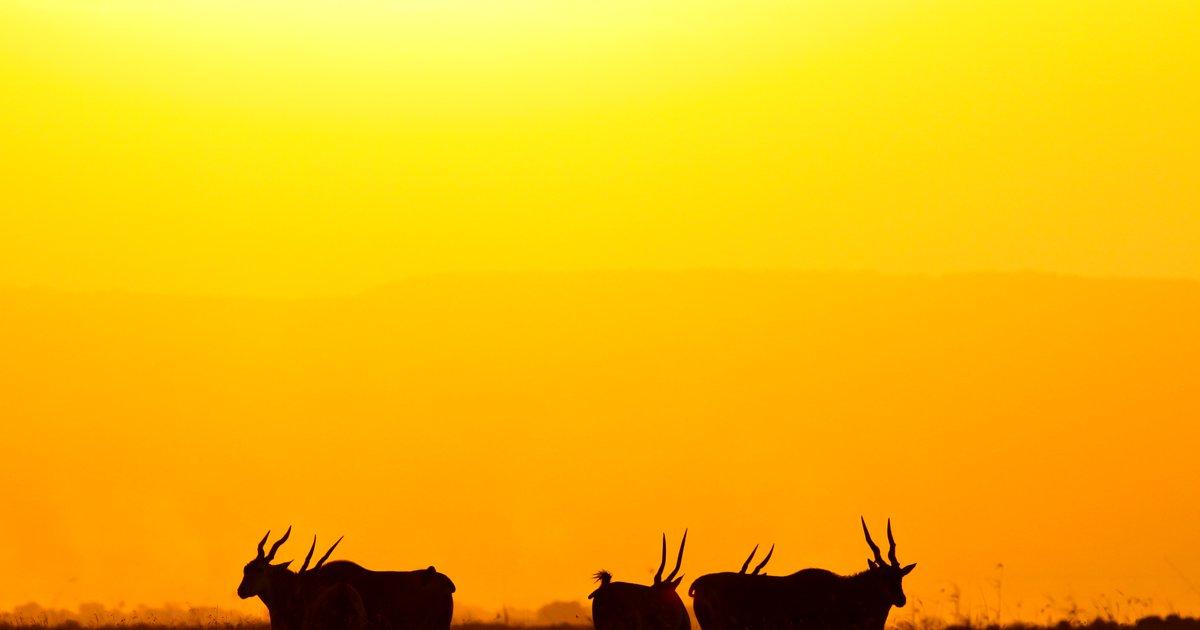 Apex Photos Safaris Ltd