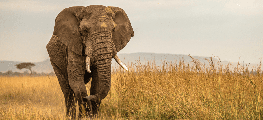 Serengeti Travels & Tours