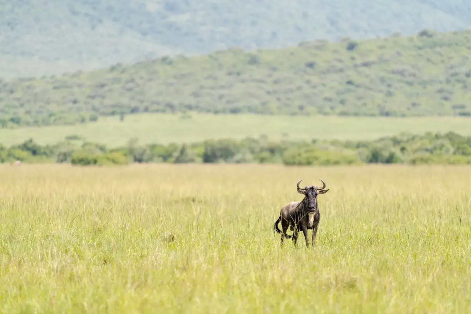Soin Africa Safaris