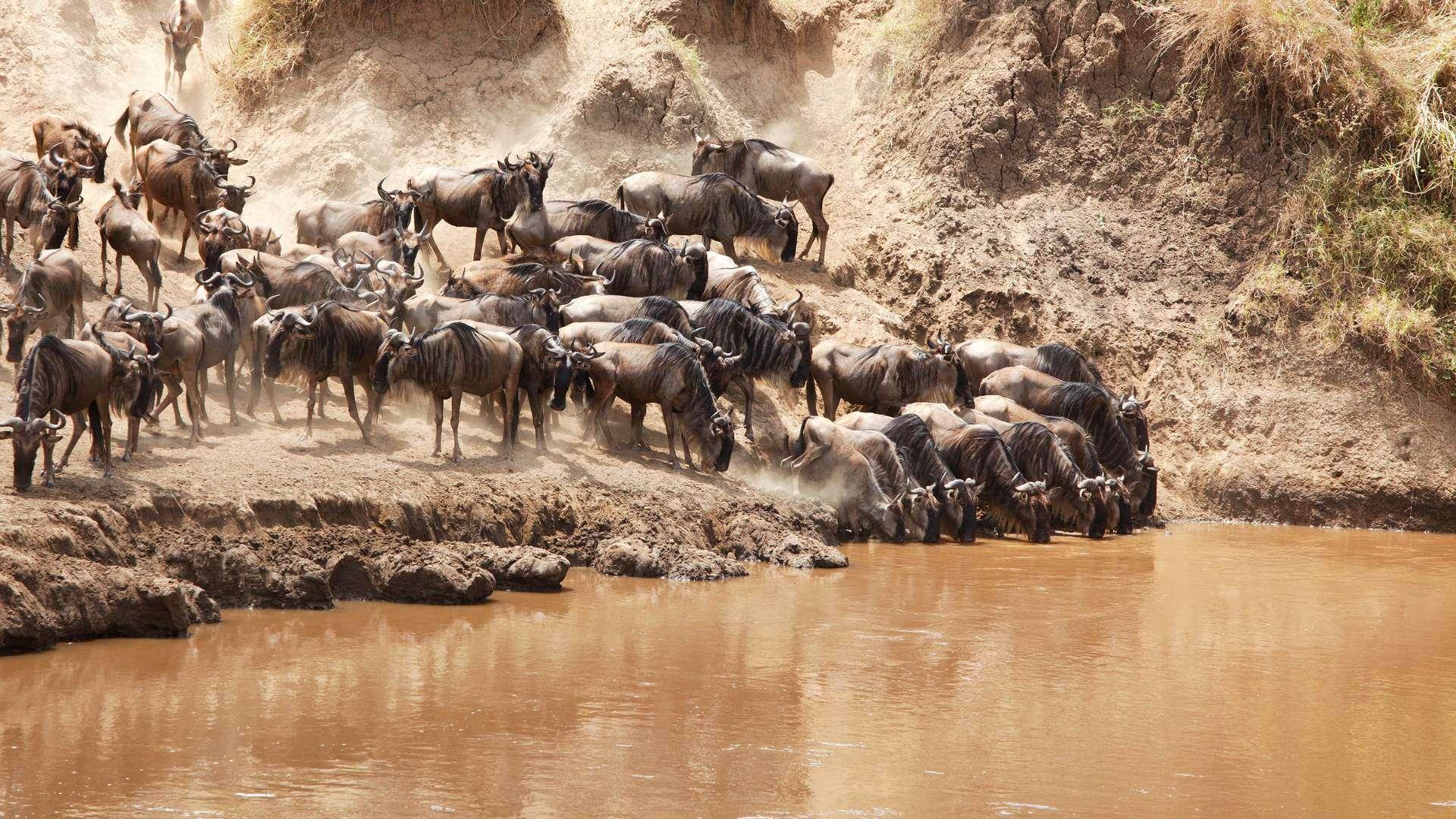 Destination Africa DMC Ltd