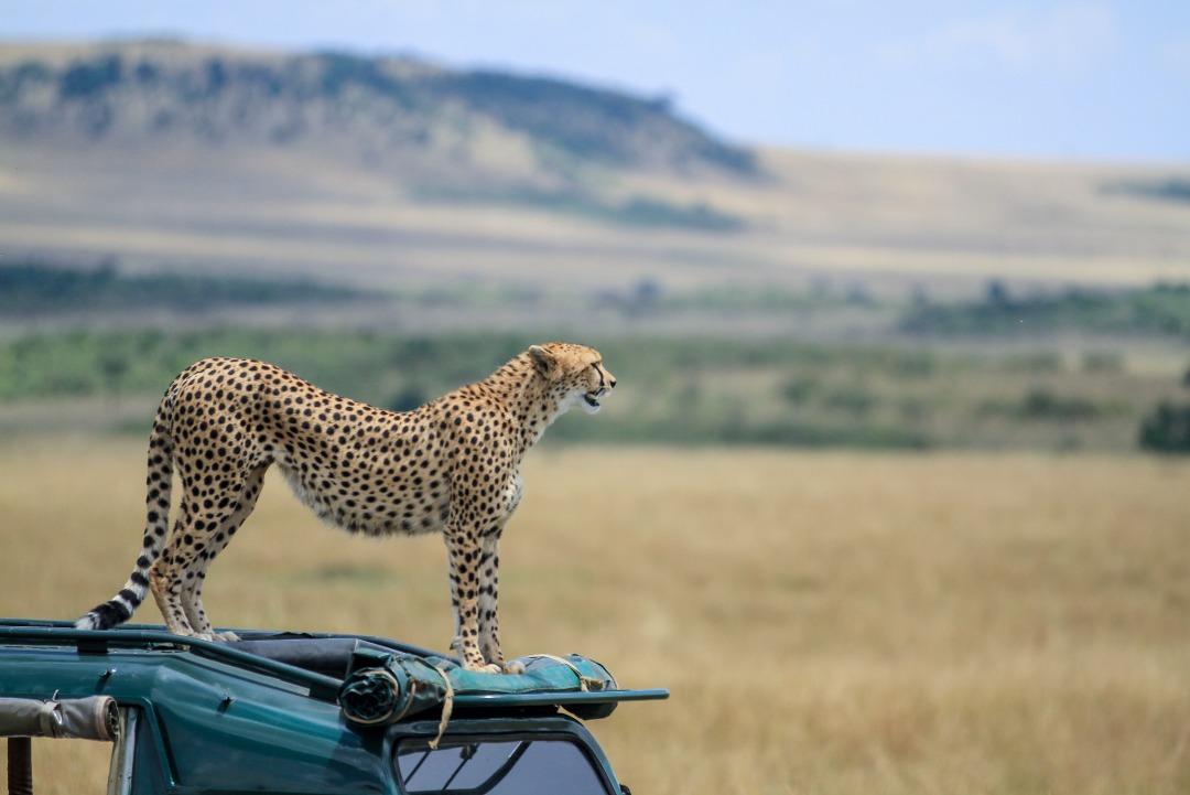 Out2safari Ltd