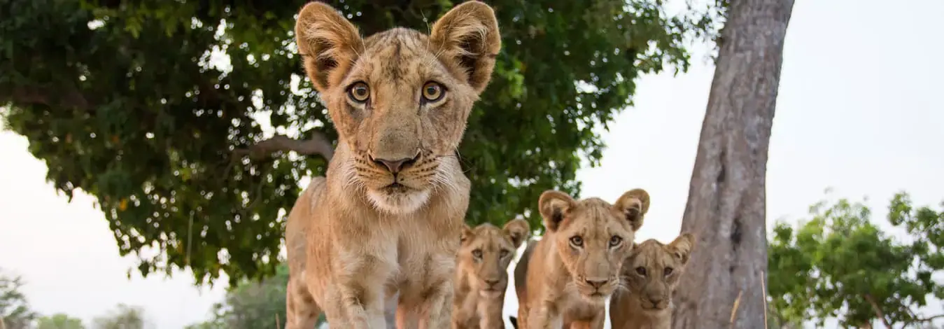 African Spice Safaris