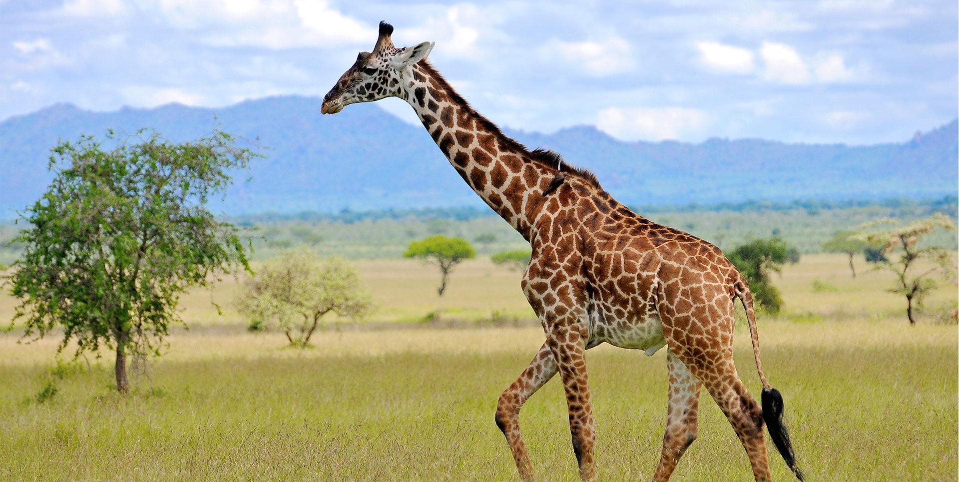 Africa Safari Classics Ltd