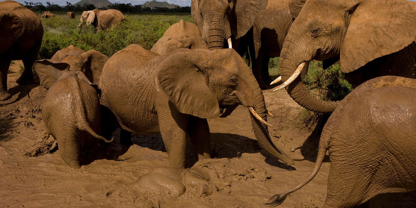 Elephant Watch Safaris Ltd