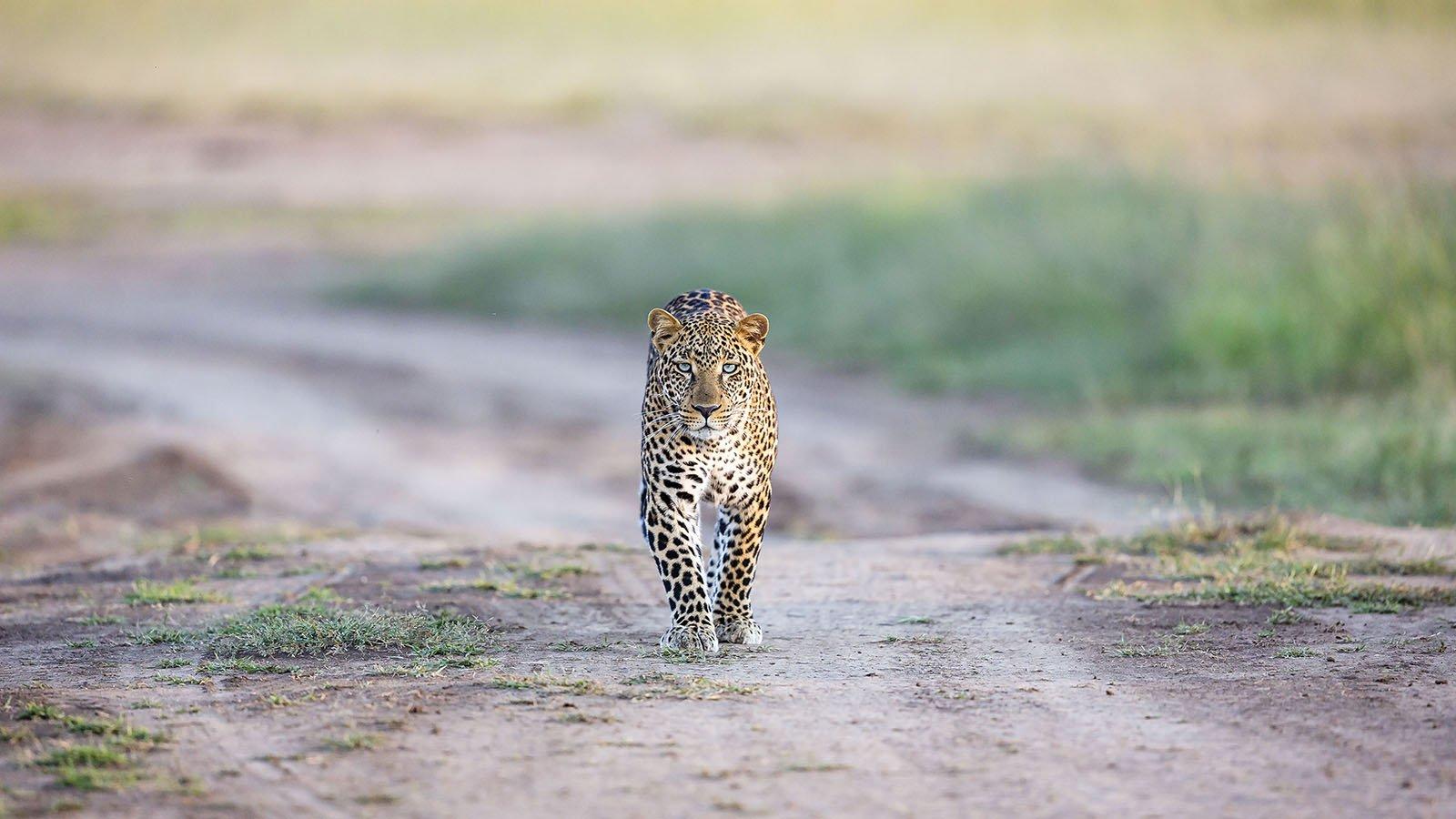 Southern Cross Safaris Ltd