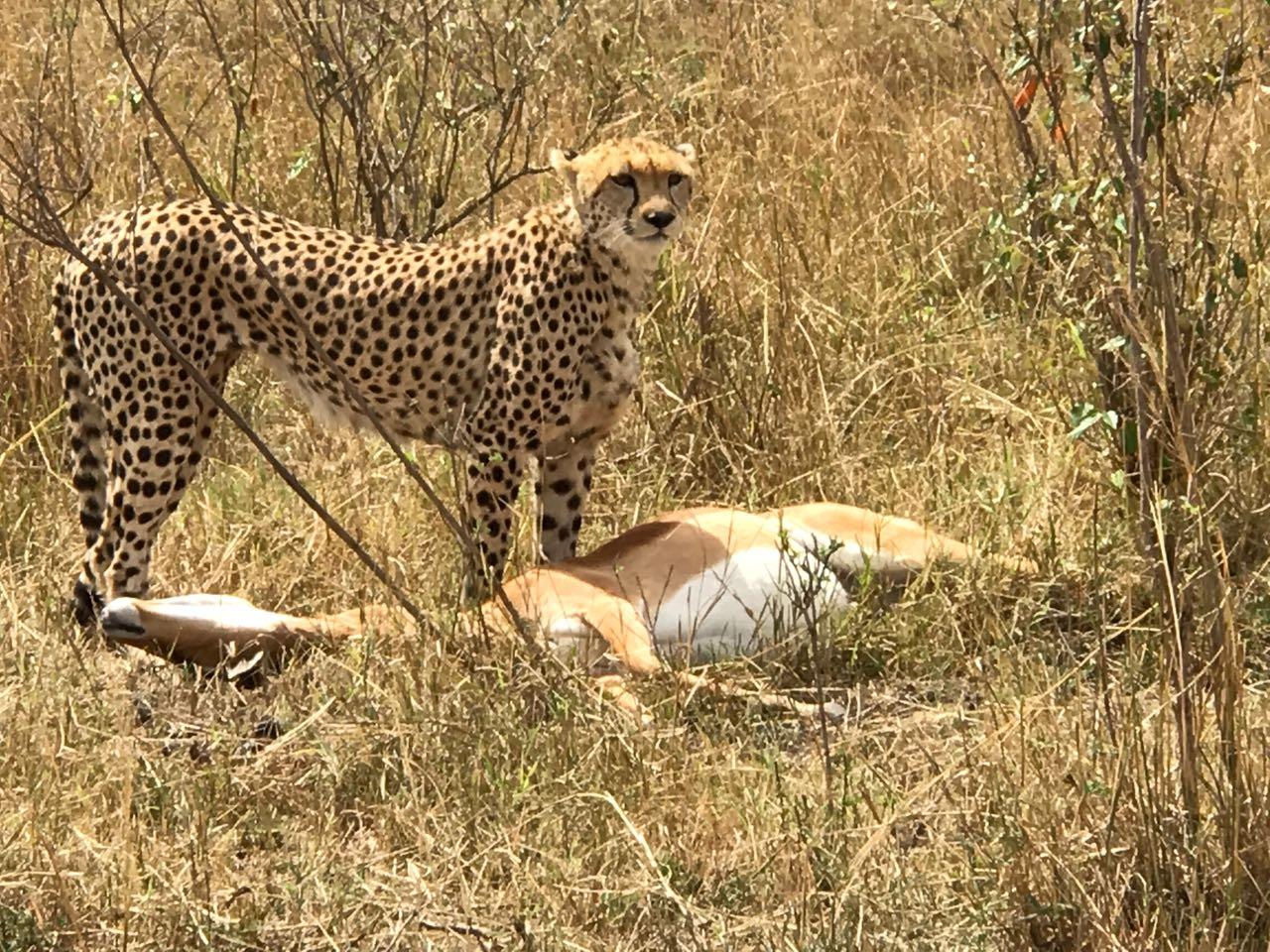 Cruzeiro Safaris Ltd.