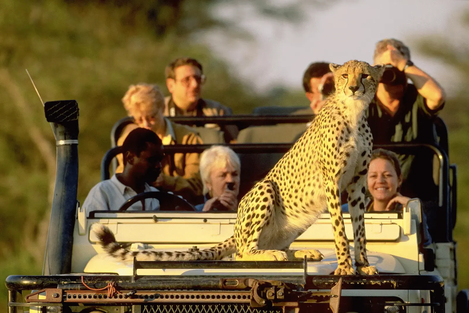 Cyros Tours & travel — Wildlife Africa